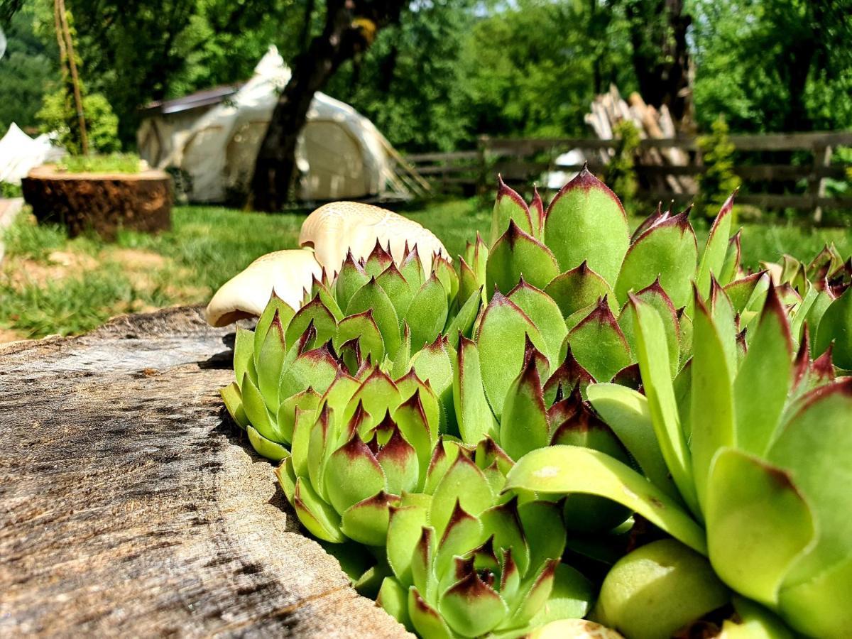 Glamping Zvjezdana Dolina Luxe tent Andrijevica